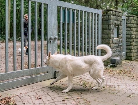 Идеальная собака не выгуливает хозяина. Как воспитать собаку без вредных привычек