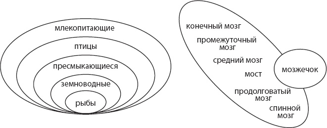 Мозг. Такой ли он особенный?