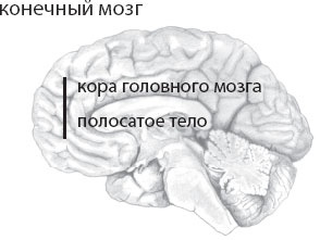 Мозг. Такой ли он особенный?