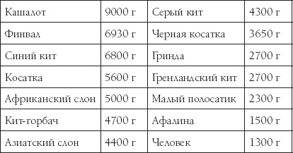 Мозг. Такой ли он особенный?