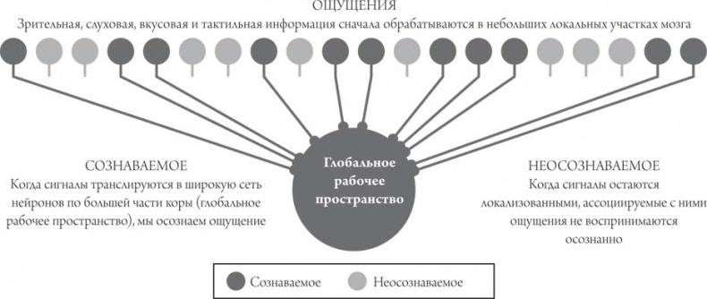 Мозг и сознание