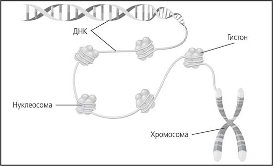 Мозг. Как он устроен и что с ним делать