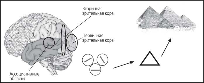 Мозг. Как он устроен и что с ним делать