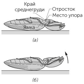 Новый физический фейерверк