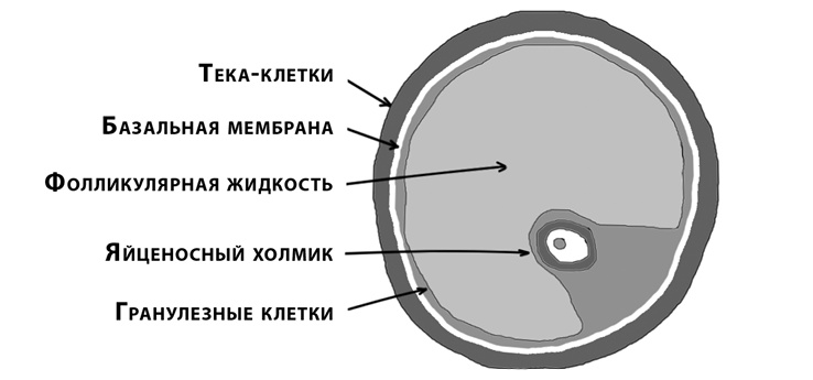 Это все гормоны!