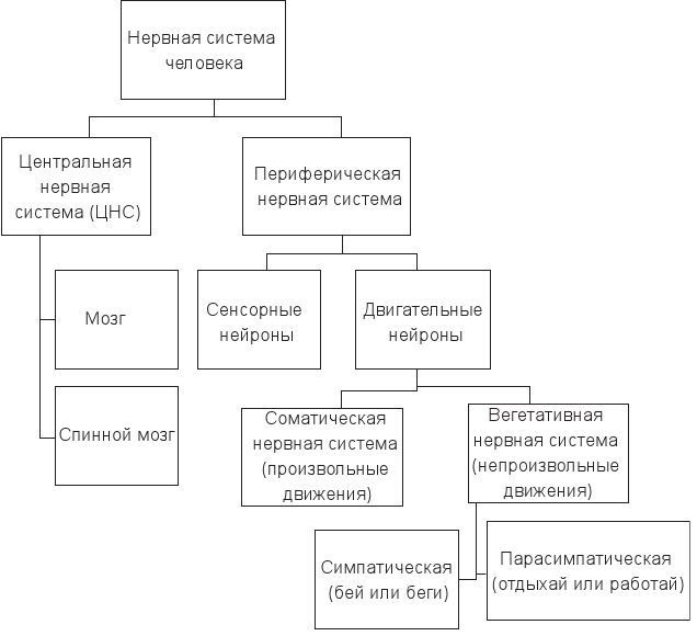 Код убеждения. Как нейромаркетинг повышает продажи, эффективность рекламных кампаний и конверсию сайта