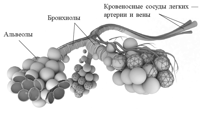 Захватывающий мир легких