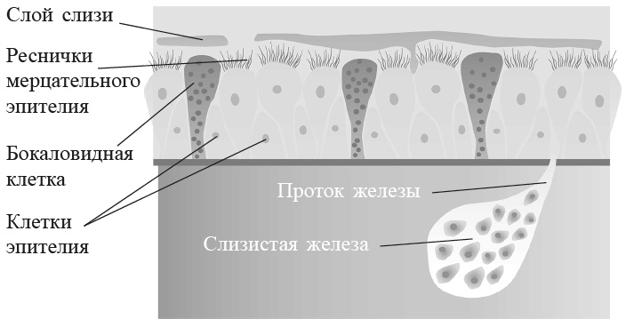 Захватывающий мир легких