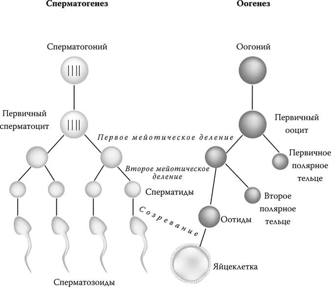 Твоя жизнь до рождения: тайны эволюции человека