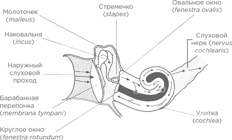 Музыка и мозг