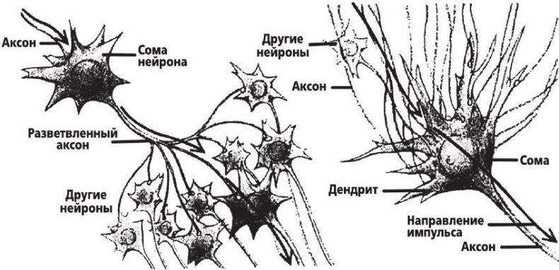 Фантомы мозга