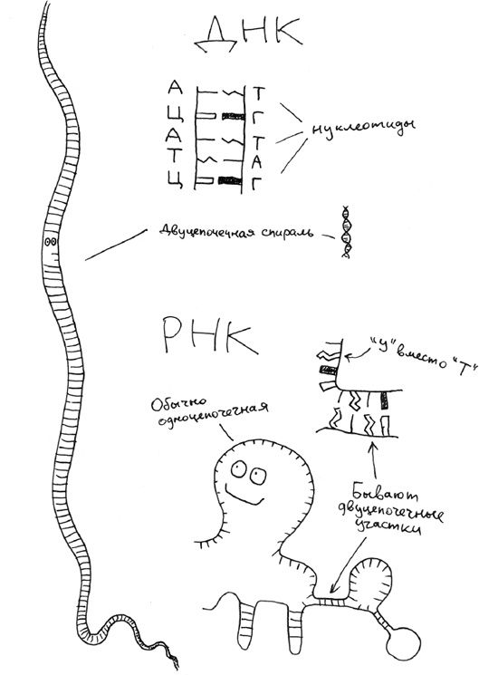 Хлопок одной ладонью