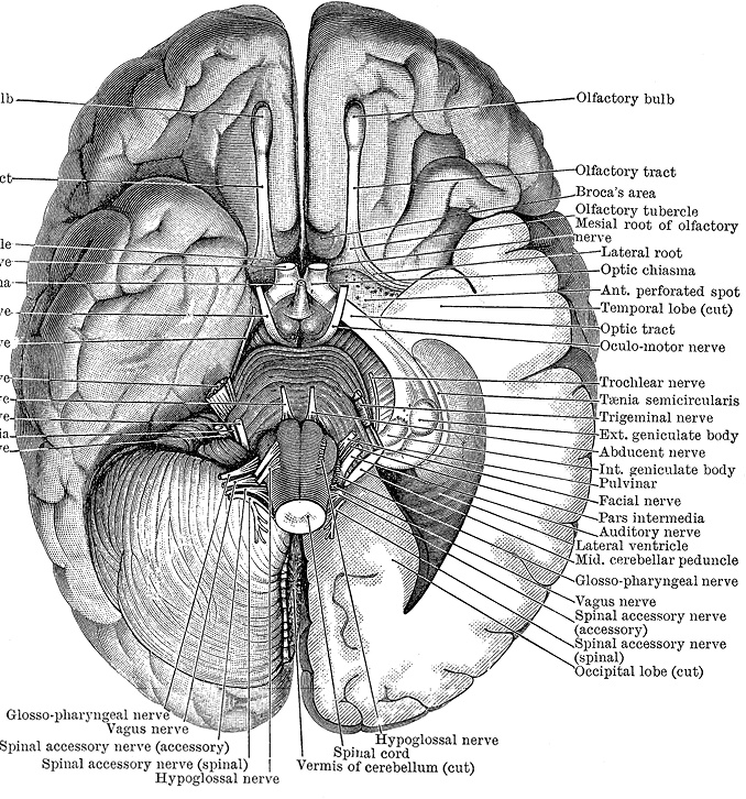 Не жилец! История медицины в увлекательных заметках