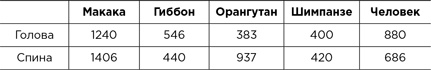 Странная обезьяна. Куда делась шерсть и почему люди разного цвета