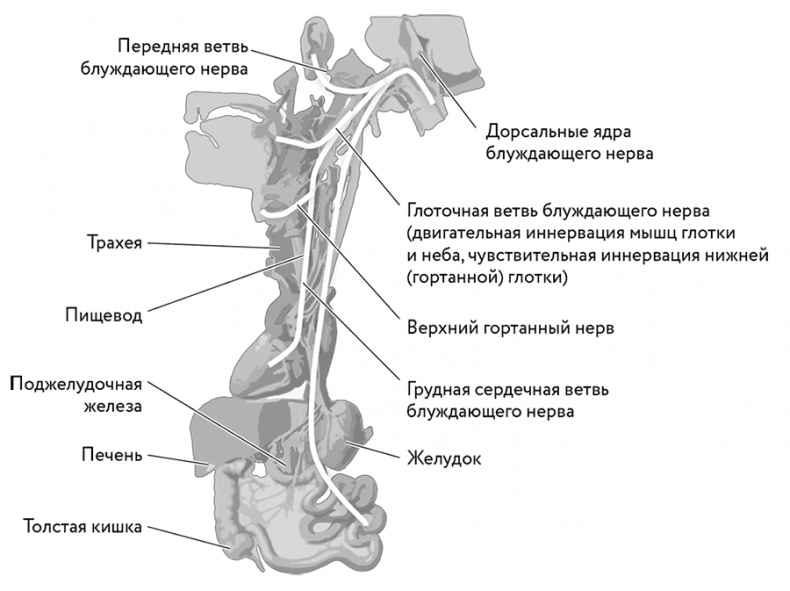 Тело помнит все