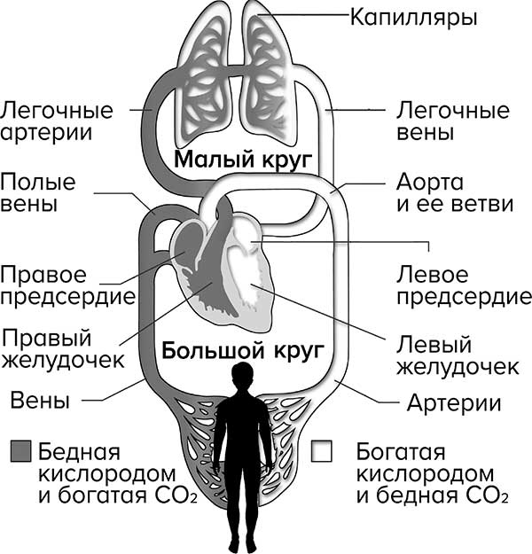 В поисках волшебной таблетки. Научно-популярная сказка