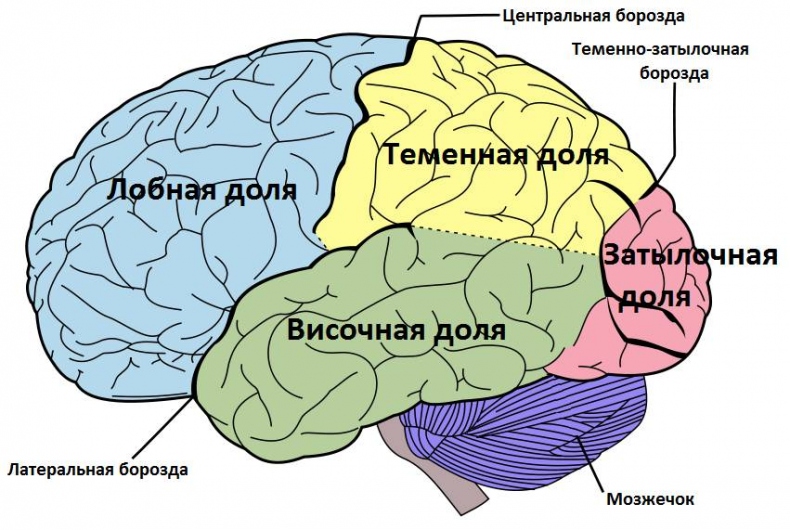 Язык и мозг. Нейробиология раскрывает главную тайну человека