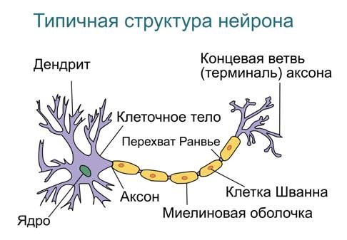 Язык и мозг. Нейробиология раскрывает главную тайну человека