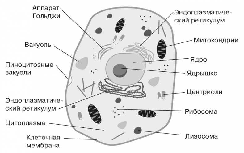 Биология для тех, кто хочет понять и простить самку богомола