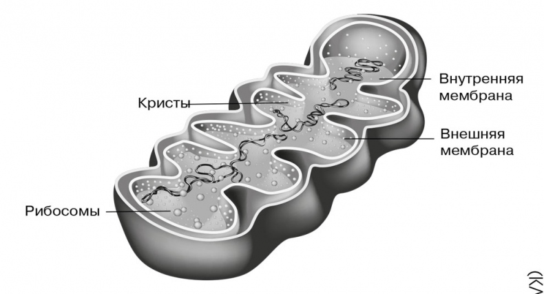 Биология для тех, кто хочет понять и простить самку богомола