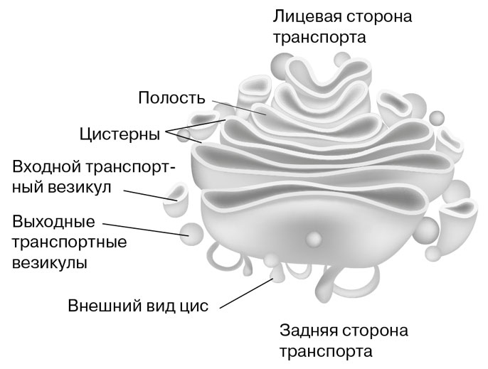 Биология для тех, кто хочет понять и простить самку богомола