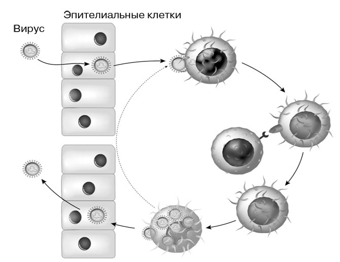 Биология для тех, кто хочет понять и простить самку богомола