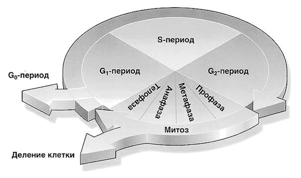 Биология для тех, кто хочет понять и простить самку богомола