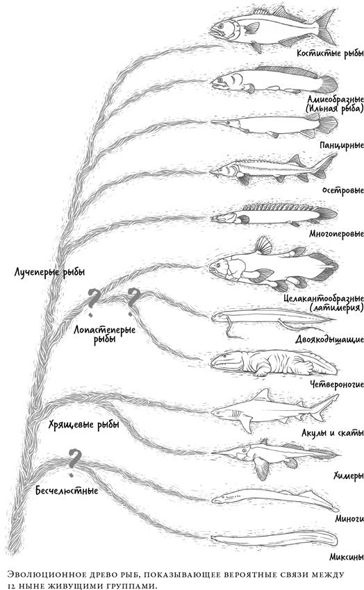 О чём молчат рыбы. Путеводитель по жизни морских обитателей