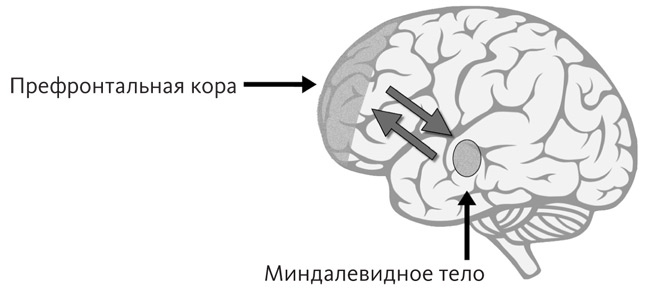 Промывка мозга. Программа для ясного мышления, укрепления отношений с людьми и развития полезных привычек