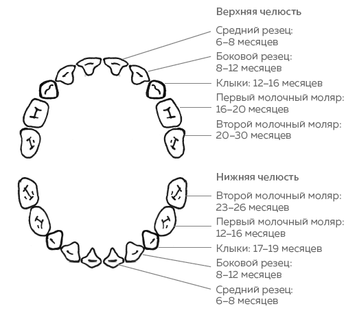 Зубы. Как у вас дела?