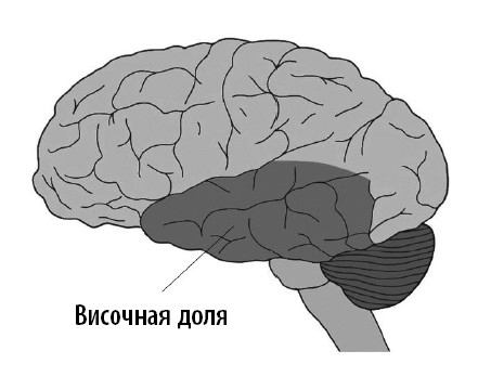 Ваш мозг. Что нейронаука знает о мозге и его причудах