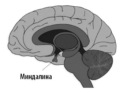 Ваш мозг. Что нейронаука знает о мозге и его причудах