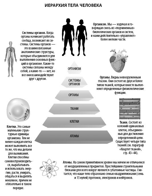 Взламывая анатомию