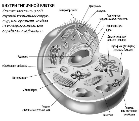 Взламывая анатомию