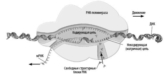 Взламывая анатомию