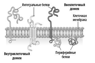 Взламывая анатомию