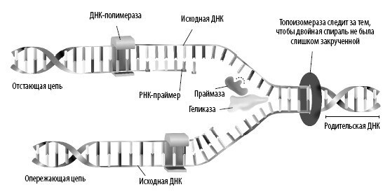 Взламывая анатомию