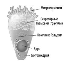 Взламывая анатомию