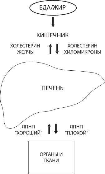 О чем молчит печень. Как уловить сигналы самого крупного внутреннего органа, который предпочитает оставаться в тени