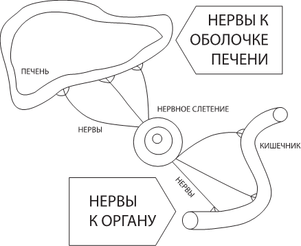 О чем молчит печень. Как уловить сигналы самого крупного внутреннего органа, который предпочитает оставаться в тени