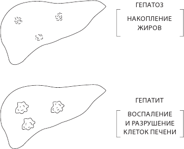 О чем молчит печень. Как уловить сигналы самого крупного внутреннего органа, который предпочитает оставаться в тени