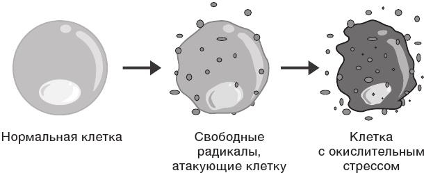 О чем молчит печень. Как уловить сигналы самого крупного внутреннего органа, который предпочитает оставаться в тени