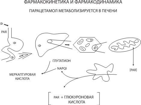 О чем молчит печень. Как уловить сигналы самого крупного внутреннего органа, который предпочитает оставаться в тени