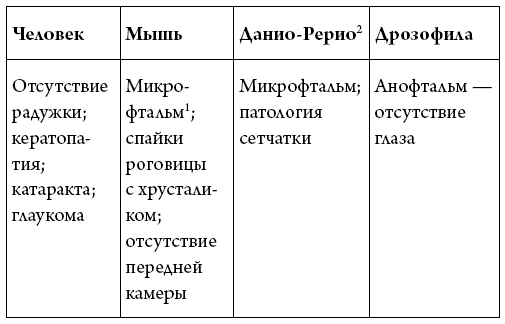 История зрения: путь от светочувствительности до глаза