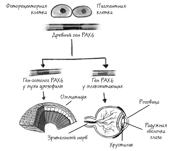 История зрения: путь от светочувствительности до глаза
