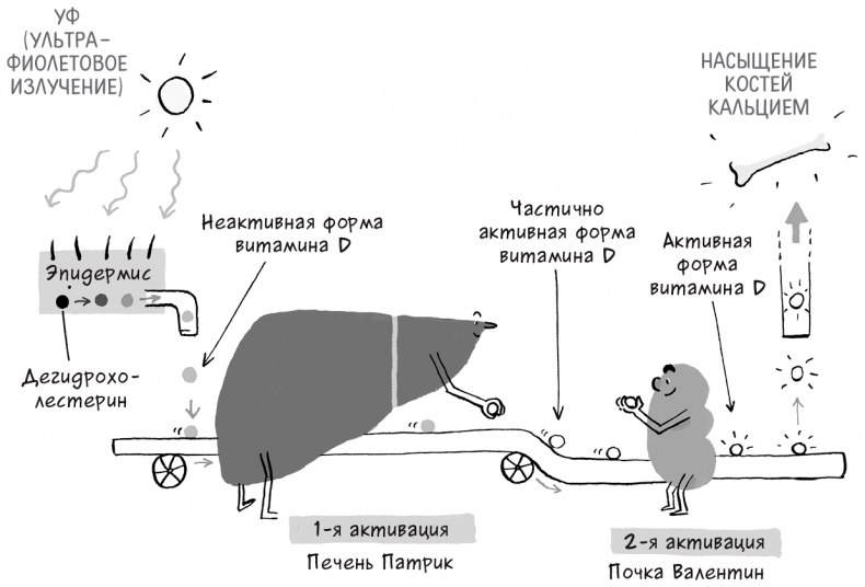 Необыкновенные способности почки. Как сберечь здоровье важнейших органов надолго