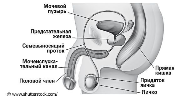 Женское здоровье: между нами девочками