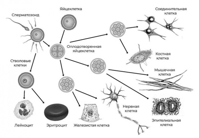 Эпигенетика. Управляй своими генами