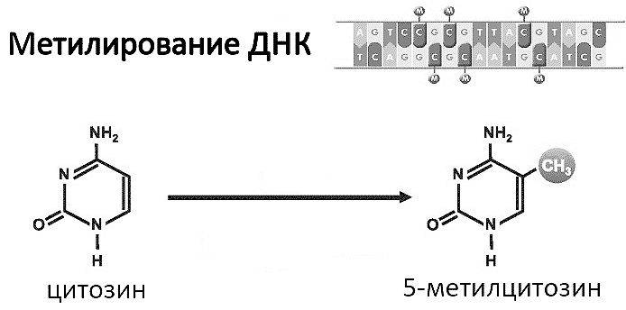 Эпигенетика. Управляй своими генами