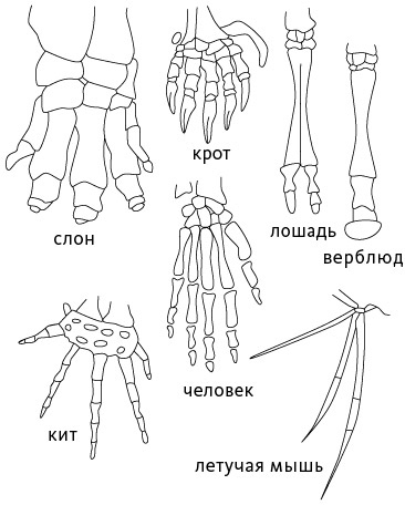 Кости: внутри и снаружи